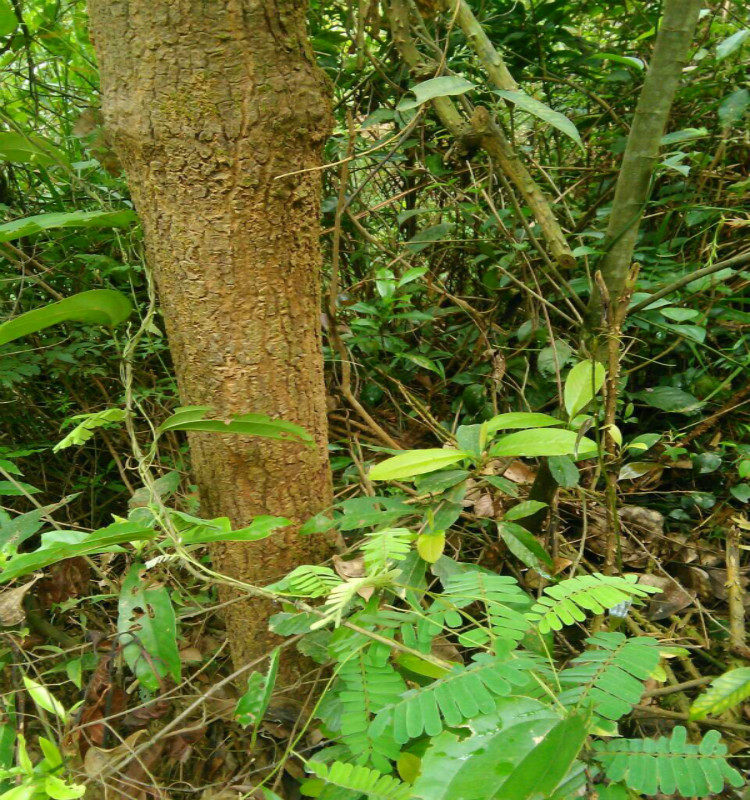 野生鸡骨草 广东相思子黄头草黄仔强大黄草猪腰草500g