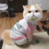 Quần áo cho chó mùa thu và mùa đông mới chó cún Teddy Bomei áo len hơn gấu khủng long biến thành trang phục chó cưng - Quần áo & phụ kiện thú cưng nón bảo hiểm cho mèo Quần áo & phụ kiện thú cưng