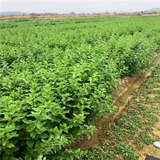 Ароматическое саше 野生新鲜枸杞叶苗干枸杞头枸杞苗食用枸杞菜叶苗枸杞盆栽盆景现挖
