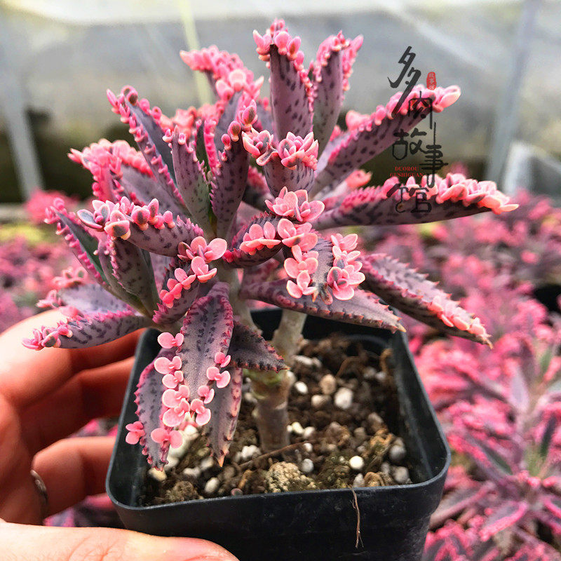 多肉植物 不死鸟锦 带小花瓣夏季主打 不死鸟多肉专卖 落地生根 淘宝网
