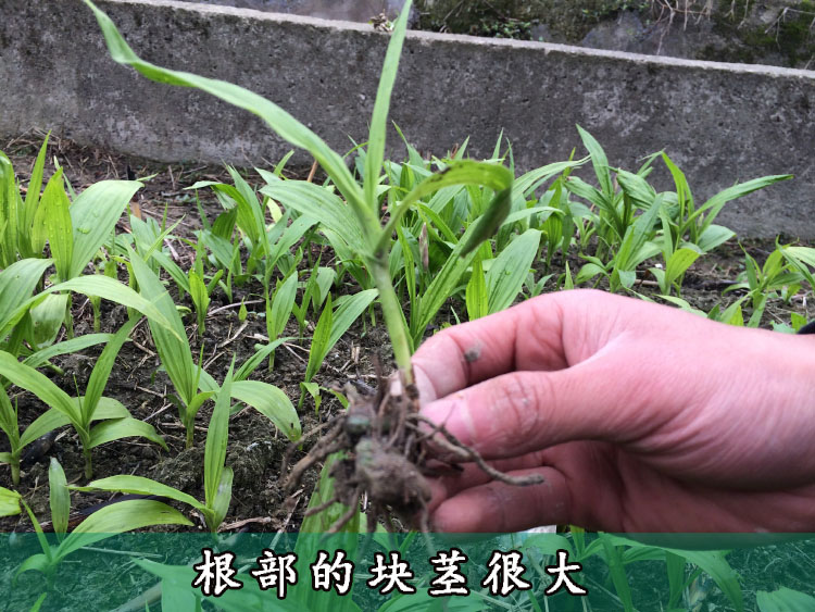 白芨种苗价格(白芨苗价格2020最新价格)