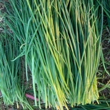 Four Seasons Seed Seedlings
