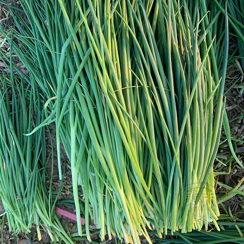 Four Seasons Seed Seedlings