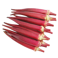 Саженцы красной бамии 20 деревьев