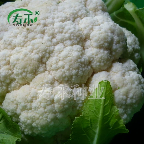 Голландские семена цветной капусты № 1 2, семена семян семян цветной капусты, весна и осень, от 60 дней до 75 дней