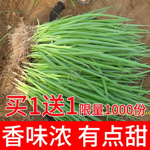 Four Seasons Seed Seedlings