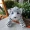 Mô phỏng Tiger Plush Toy Doll Tiger Girl Doll Lion Leopard Tiger Garden Children Sinh nhật Quà tặng Cô gái Nhiếp ảnh - Đồ chơi mềm