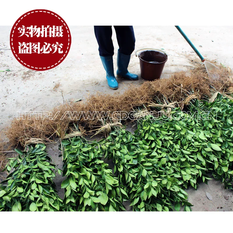 [Guangdong Xinhui mandarin tea branch seedling small green tangerine tree seedling authentic chenpi mandarin Pu-erh tea 2-year grafted fruit seedling]