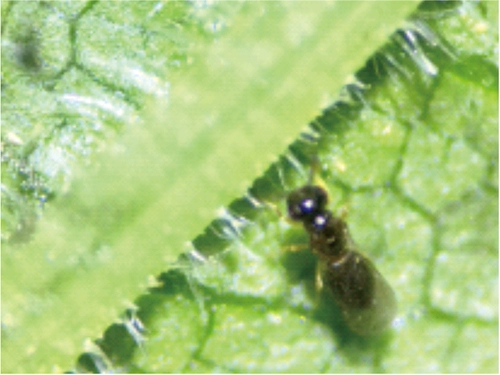 Семья Чжоу -это небольшая пчела американская белая моль, вражеские насекомые, чтобы лечить насекомых, чтобы контролировать вредители, овощи и овощи с лимфами.