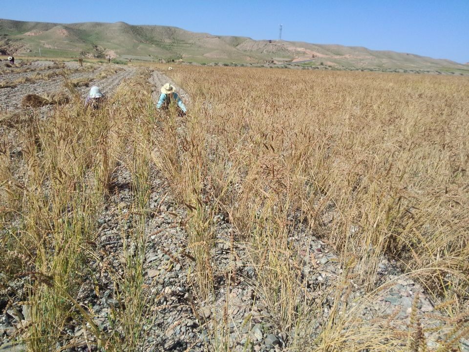 苦尽甘来 包邮甘肃特产农家和尚头高筋小麦面粉面条馒头饺子粉