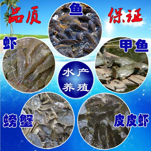 Высококачественное домашнее рыба порошковое порошок, кормление куриная утка, собаки, кошки, питомцы для свиньи добавляют кормку для рыбацких гнездов