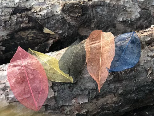 Baiyu Color Diamond Leaf Leaf Leafmar