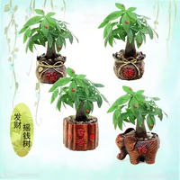 Зеленый горшок с горшками Fortune Tree Небольшой офис хорош для четырех сезонов гостиной Bonsai Flower, зеленых растений, рассады цветов денег