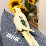 Одежда попугай Сюанфенг маленькая тигроя кожа пион Птица летает Дикер Дикер Дикер Диппер Диаперы. Действительно