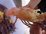 [Board Boys Lobster] Тринадцать ароматов Sciess Secret Formula Lobster