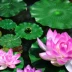 Mô phỏng Hoa sen Lá sen nổi Hoa sen cho Đạo Phật Vũ đạo Hồ cá Trang trí sân vườn Hoa giả - Hoa nhân tạo / Cây / Trái cây Hoa nhân tạo / Cây / Trái cây