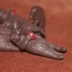 Safari mô phỏng động vật biển mô hình đồ chơi cảnh trang trí rái cá biển bé - Đồ chơi gia đình
