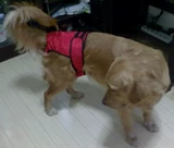 Физиологичные штаны, универсальная камуфляжная красная сумка