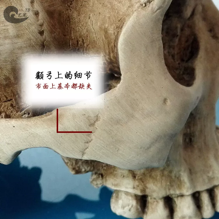 Physiological human head, skeleton, art skull model, anatomy