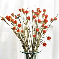 Lagerstroeemia Высушенное цветочный цветок