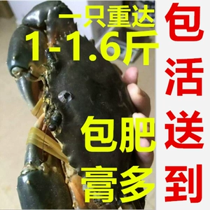[鲜活红膏蟹超大青蟹母蟹肉蟹黄螃蟹面包蟹特大红鲟雪蟹油蟹蝤蛑]