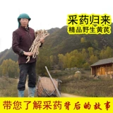 Провинция Гансу Wild Astragalus 500G Специальное класс Хуанки Китайские лекарственные материалы Zhengbei Qi Qi Стиль целый фермерский дом