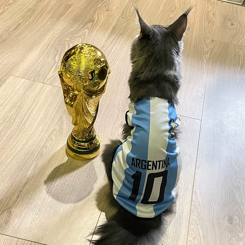 Кошачья одежда летняя чемпионат мира