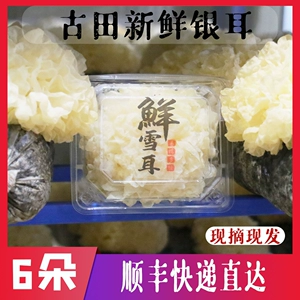 [SF Debang Express] Dobo Gutian Fresh Tremella 500G Live Ear Snow Snow Hugg, 6 Daniels of Non -Dry Goods