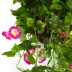 Cây mô phỏng mô phỏng vinh quang buổi sáng treo tường cây nho treo hoa lan trần giả hoa trang trí hoa ban công treo giỏ trong chậu - Hoa nhân tạo / Cây / Trái cây