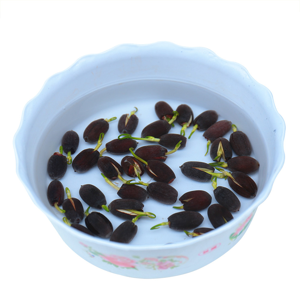 碗莲种子30粒加盆一套