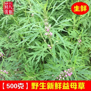 Fresh Motherwort теперь использует полную травяную пиразу, материнскую артемизию, китайские травы, китайские травы, AI Safflower Tie