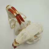 Настольный образец, маска, натуральный морской конструктор, череп из грецкого ореха