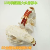 Настольный образец, маска, натуральный морской конструктор, череп из грецкого ореха