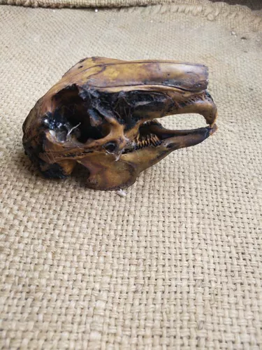 Череп, образец, кролик, подвеска, декор, форма