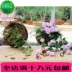 Bình dị wicker tường treo bình hoa bình hoa giỏ hoa nồi ban công hoa giá treo tường làm bằng tay nhà vườn chậu hoa cảnh Vase / Bồn hoa & Kệ