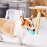 Головоломка протекание игрушки TPR ~ Морковные запасные тесты испытания IQ, укусы зубы, домашняя собака Корки граница