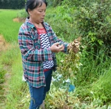 Сяцзян Новый груз местный сорт красный кожа арахис рисовой ферма Фермер Новый стрельба из красного арахиса Ren 400G