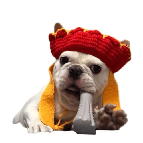 Бесплатная доставка ручной работы Pet Tang Seng Модельная шерстяная шляпа шляпная шляпа Meow Dog Teddy Accessories Преобразован в забавные украшения для головы