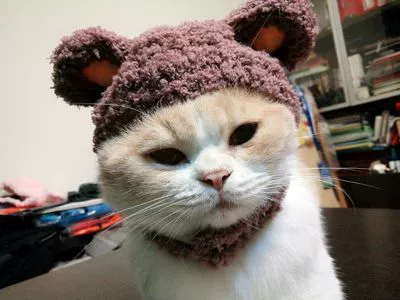 Кошачья медведь голова кошка голова домашних животных домашних животных украшения собака собака не может упасть