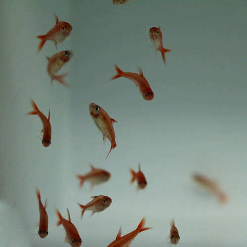 Спитфайр -фонарь рыба живой борьба с рыбами тропическая рыба наблюдает