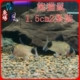 1,5 см. Установка Panda Rat 2