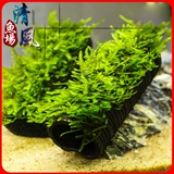 Бамбуковая угольная трубка Mois Bamboo Alarcoal Bamboo Carcoal Simple Delta Delta Mois House House Качество воды
