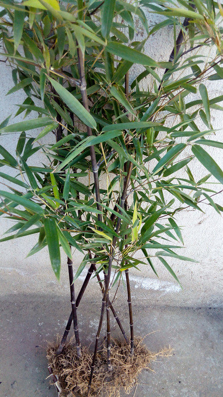 竹苗盆栽 紫竹大小苗盆栽 观赏竹子 紫竹 紫竹苗高1.5米左右