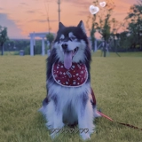 Семейство Qiqi Супер милая сестра карта мультфильм Барбин запеченного большого входного водонепроницаемого шарфа Сацума Золотой Мао