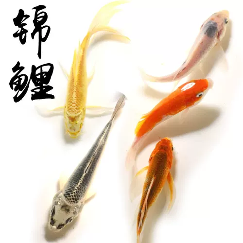 Koi Fish Living Наблюдение за рыбой пресноводная вода рыба золотая рыба красная и белая чистая порода кои рыба золотая рыба фэн -шуи Бесплатная судоходство