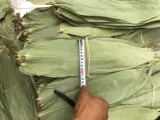 Rongye 50 фунтов рисовых пельмени, привязанные к сушению больших свежих безправленных почтовых коричневых листьев Вьетнамца мама Чжузи Лист листья Большой большой размер
