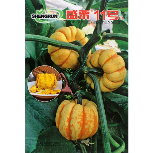 Huang Beibei Mini Pumpkin Seeds импортировали мини -четыре сезона каштановых овощей.