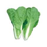 Four Seasons Green Sirdles указывает семена Xiaoba Cai/Four Seasons Green Sircori Capbag