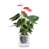 Лучшее время для горшечных растений, цветов и растений, крытого антрацита, розовой ладони, белой ладони и четырех сезонов гидропоники, наблюдая за цветами и зелеными растениями, удачи