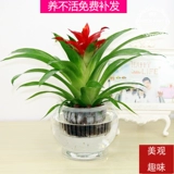 Hongyun - это цветок в горшках, маленькая красная звезда маленькой красной звезды, цветы цветов, зеленое растение зеленого растения, четыре сезона, очищение воздушного ананаса